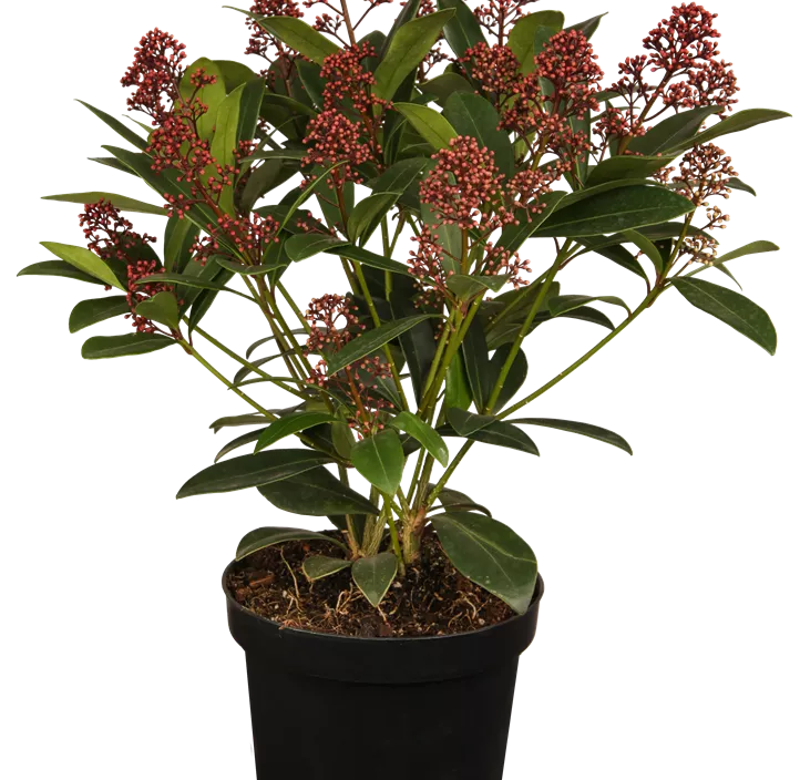 Japanische Blütenskimmie 'Rubella' Japanische Blütenskimmie 'Rubella'