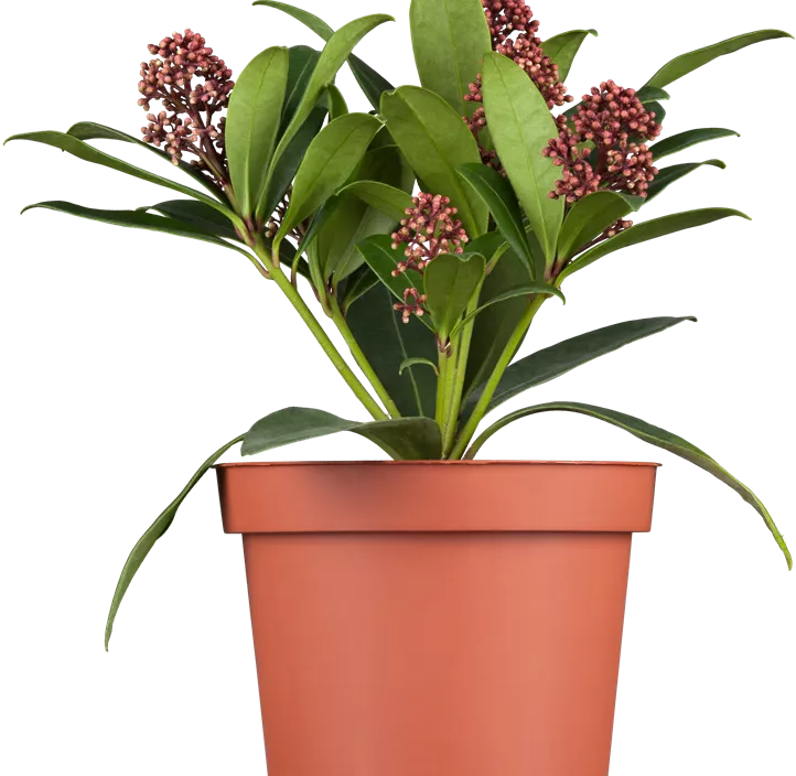 Japanische Blütenskimmie 'Rubella' Japanische Blütenskimmie 'Rubella'