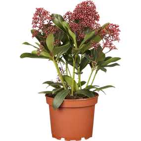 Skimmia japonica Perosa