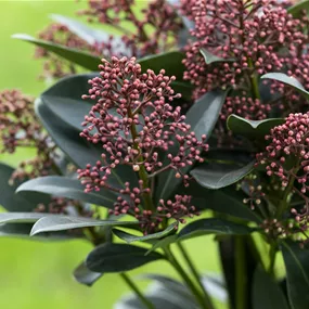 Skimmia japonica Rubesta