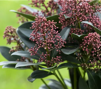 Skimmia japonica Rubesta