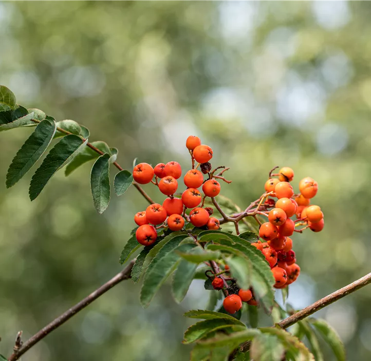 Lebensbaum Gewöhnliche Eberesche