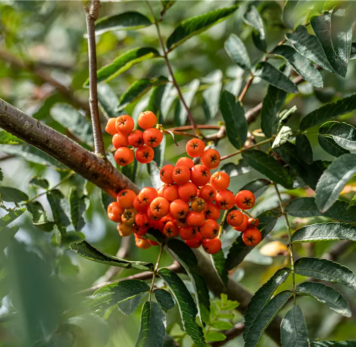 Lebensbaum Gewöhnliche Eberesche