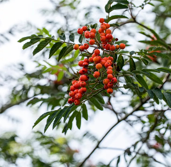 Lebensbaum Gewöhnliche Eberesche