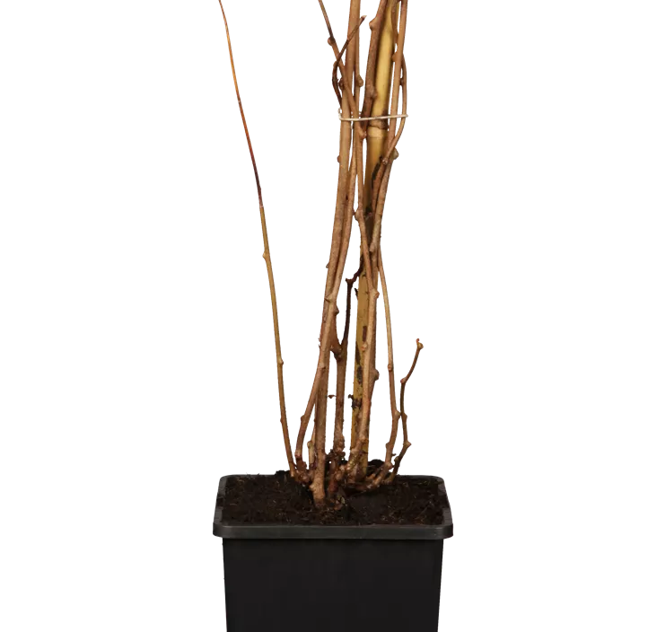 Kiwi 'Issai' Kiwi 'Issai'