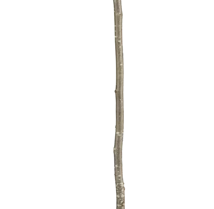 Lebensbaum Winterlinde