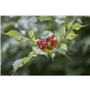 bellaflora Gartencenter GmbH