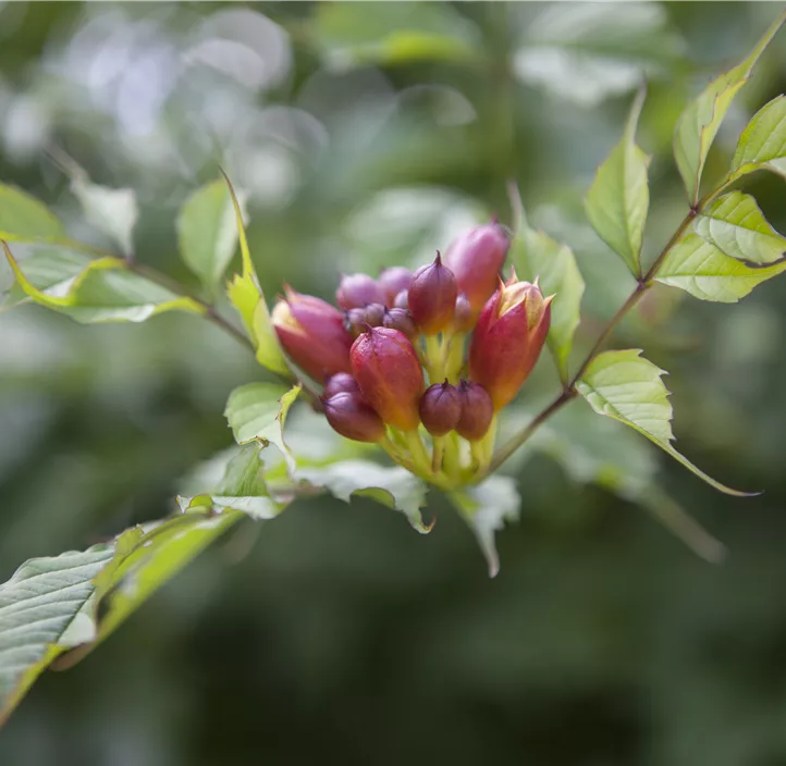 Trompetenblume