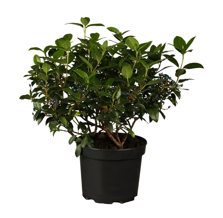 Lorbeer-Schneeball Lorbeer-Schneeball