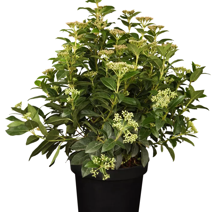 Lorbeer-Schneeball Lorbeer-Schneeball