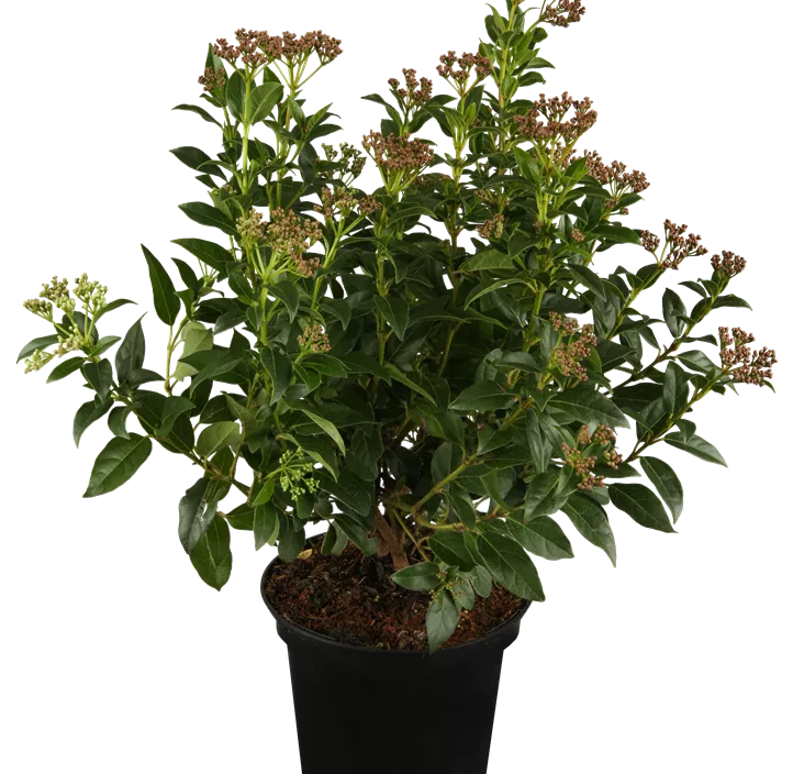 Lorbeer-Schneeball Lorbeer-Schneeball