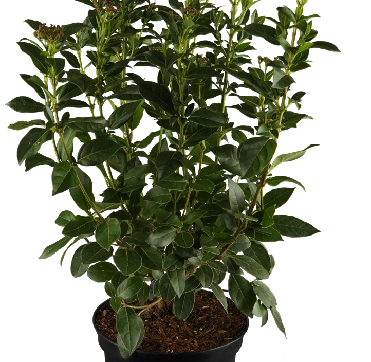 Lorbeer-Schneeball Lorbeer-Schneeball