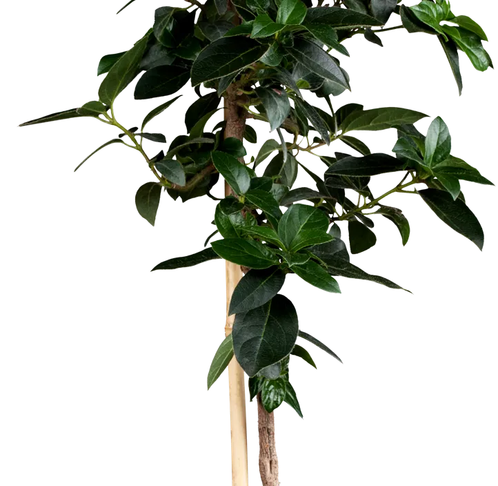 Lorbeer-Schneeball Lorbeer-Schneeball