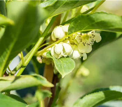 Actinidia arguta Weikii