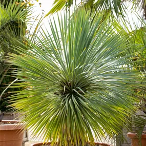 Yucca rostrata