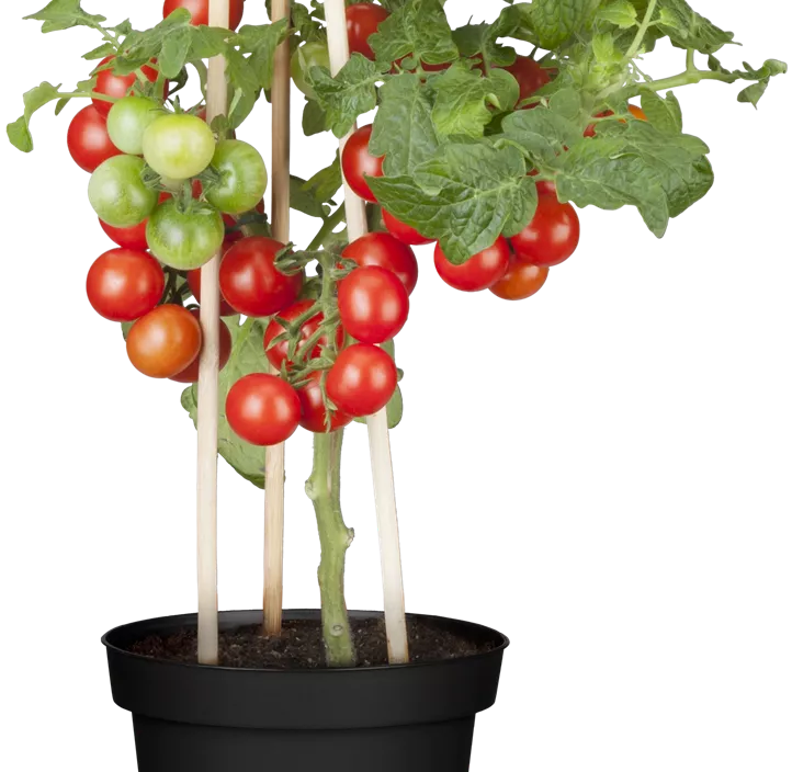 Kindertomate Kindertomate