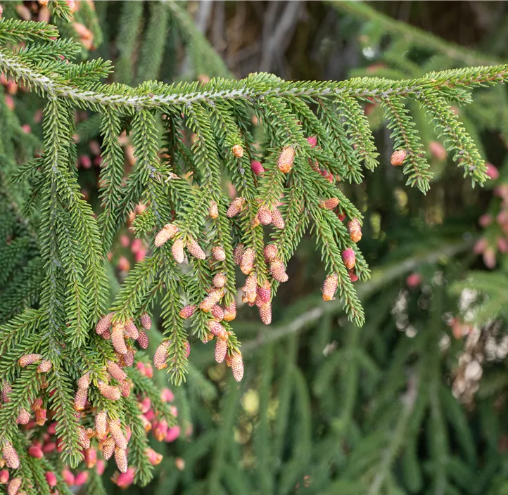 Lebensbaum Weißtanne Lebensbaum Weißtanne