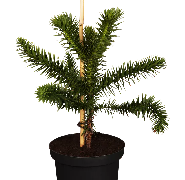 Andentanne Andentanne