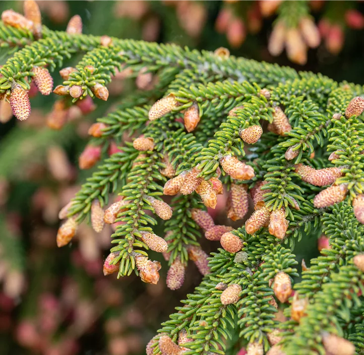 Lebensbaum Weißtanne Lebensbaum Weißtanne