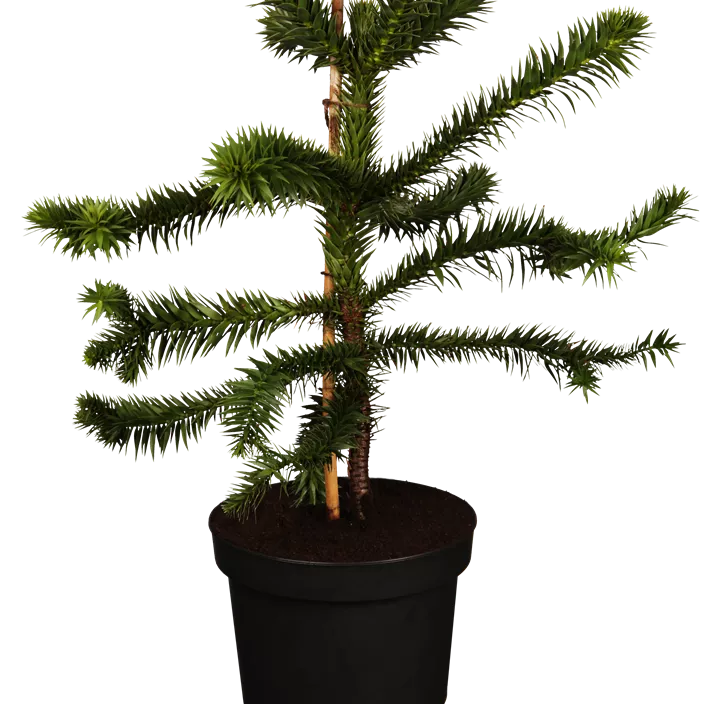 Andentanne Andentanne