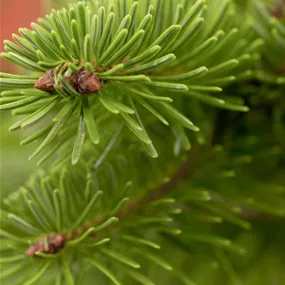 Nordmanntanne, 110-140 cm Nordmanntanne, 110-140 cm