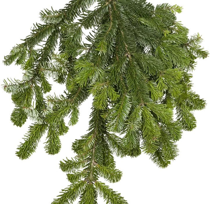 Getopfte Nordmannstanne Getopfte Nordmannstanne