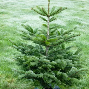 Nordmanntanne, 170-210 cm Nordmanntanne, 170-210 cm