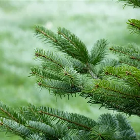 Nordmanntanne, 120-160 cm Nordmanntanne, 120-160 cm