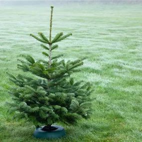 Nordmanntanne, 160-220 cm Nordmanntanne, 160-220 cm