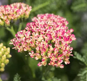 Achillea millefolium Milly Rock Rose