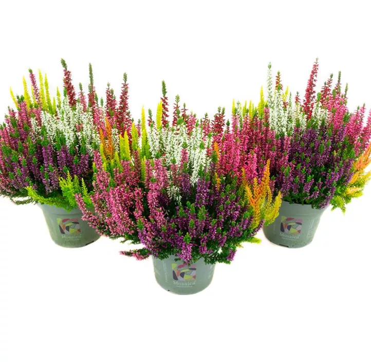 Knospenheide Beauty Ladies Mosaica Knospenheide Beauty Ladies Mosaica