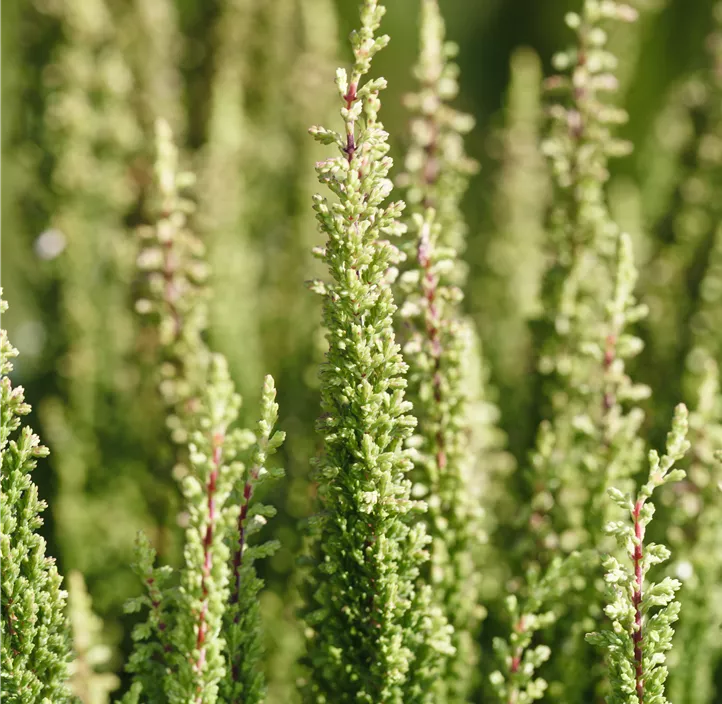 Knospenblüherheide Beauty Ladies® 'Skyline®' Knospenblüherheide Beauty Ladies® 'Skyline®'