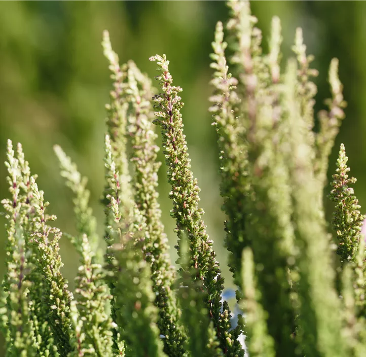 Knospenblüherheide Beauty Ladies® 'Skyline®' Knospenblüherheide Beauty Ladies® 'Skyline®'