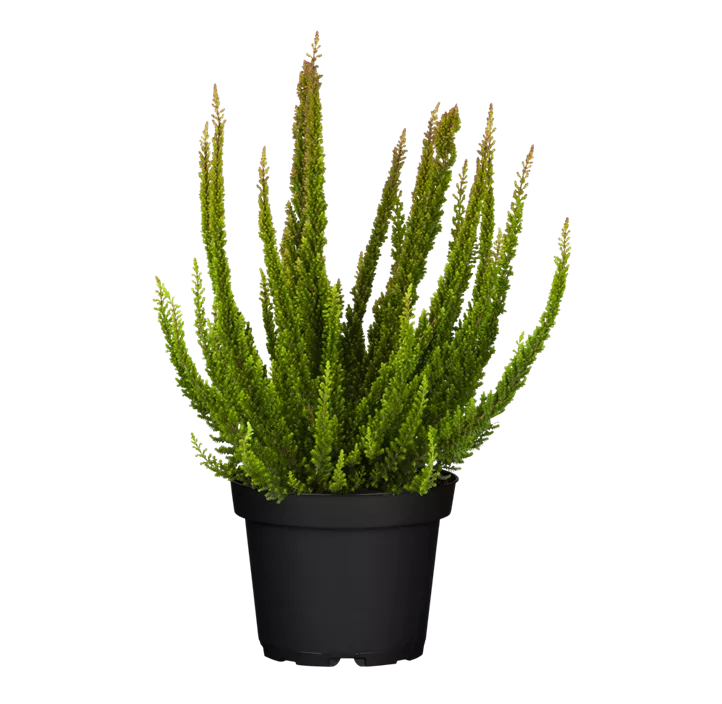 Knospenblüherheide Beauty Ladies® 'Skyline®' Knospenblüherheide Beauty Ladies® 'Skyline®'