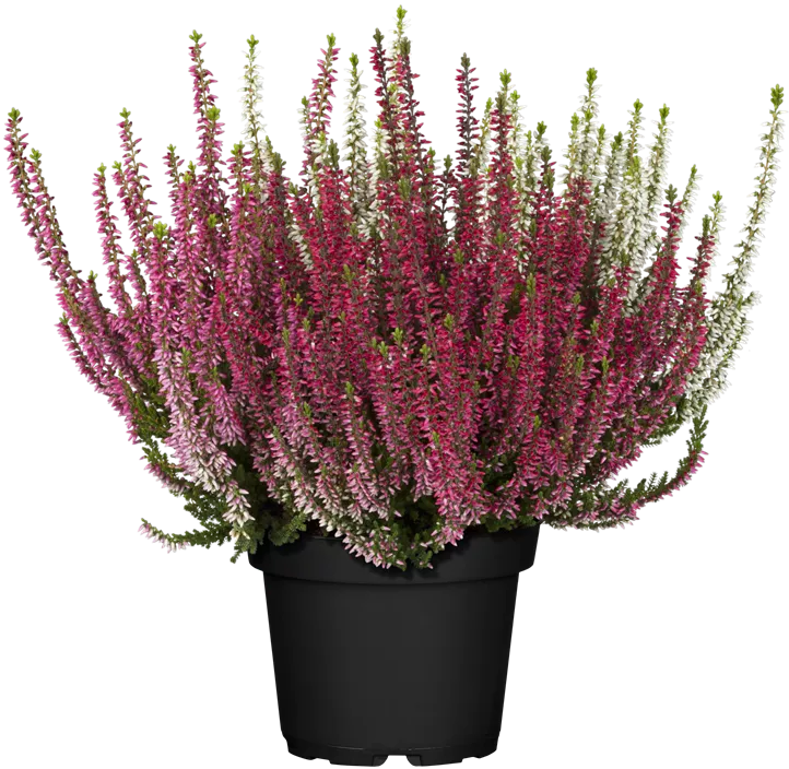 Knospenheide Beauty Ladies® 'Trio' Knospenheide Beauty Ladies® 'Trio'