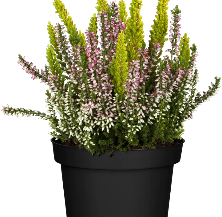 Knospenheide Beauty Ladies® 'Trio'