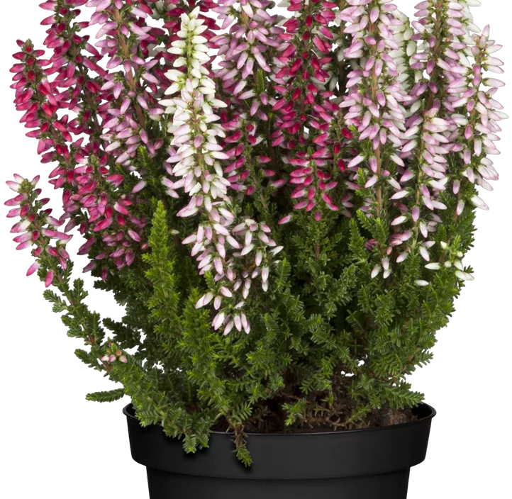 Knospenheide Beauty Ladies® 'Trio'