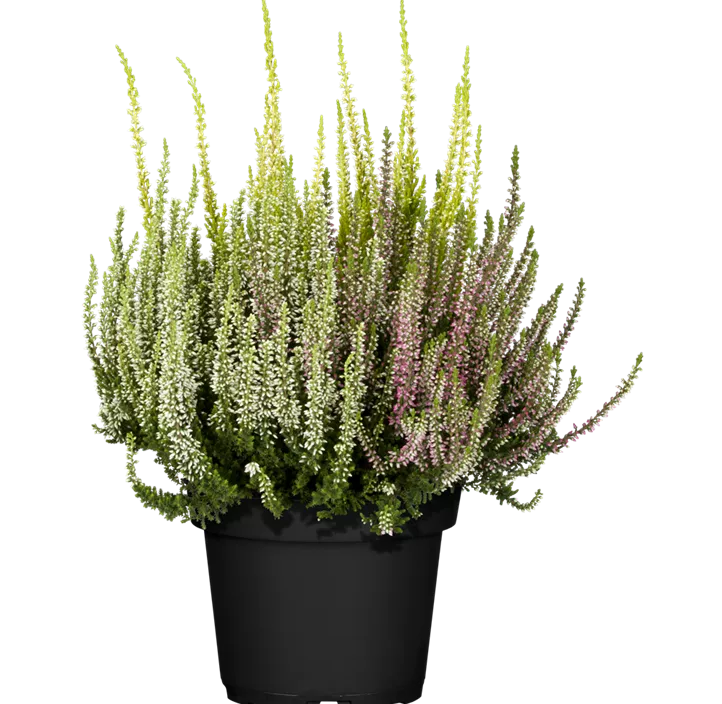 Knospenheide Beauty Ladies® 'Trio' Knospenheide Beauty Ladies® 'Trio'