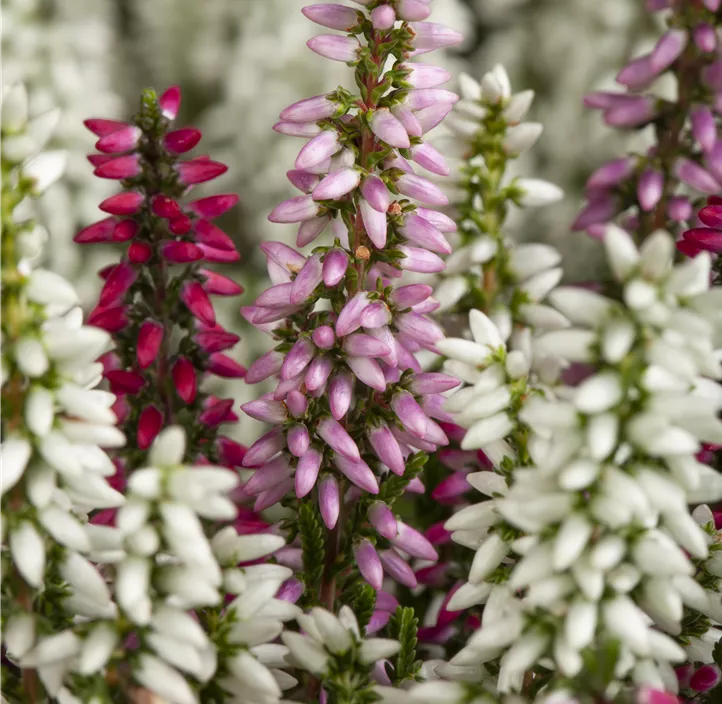 Knospenheide Beauty Ladies® 'Trio' Knospenheide Beauty Ladies® 'Trio'