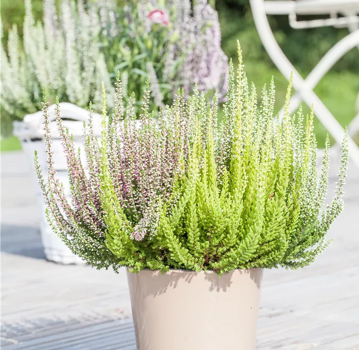 Knospenheide Beauty Ladies® 'Trio' Knospenheide Beauty Ladies® 'Trio'