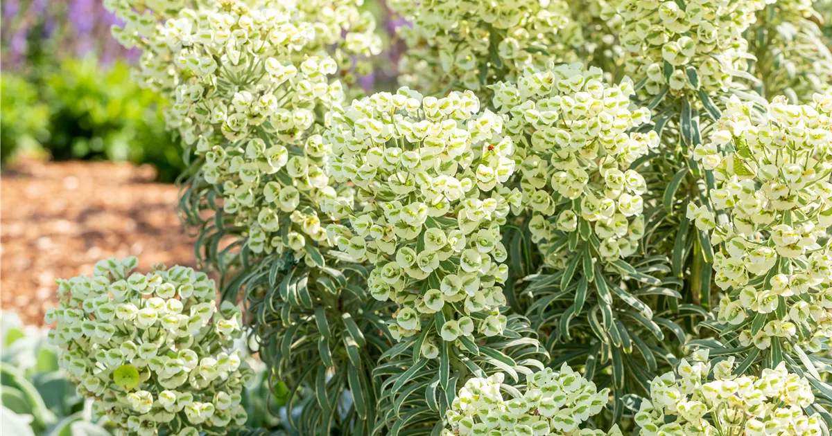 Euphorbia char. Tasmanian Tiger, Mandelblättrige GartenWolfsmilch
