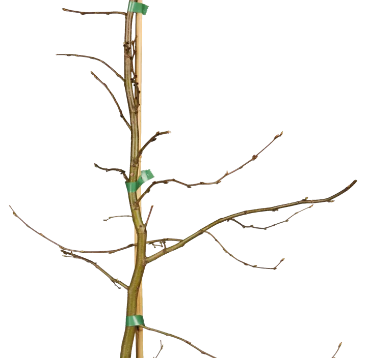 Lebensbaum Hainbuche Lebensbaum Hainbuche