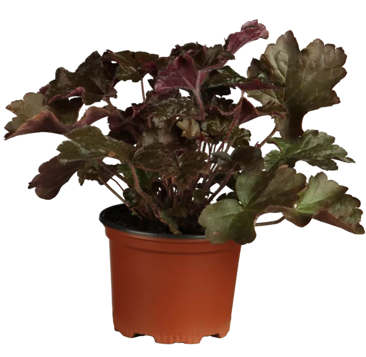 Purpurglöckchen Purpurglöckchen