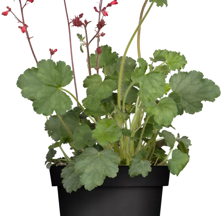 Purpurglöckchen Purpurglöckchen