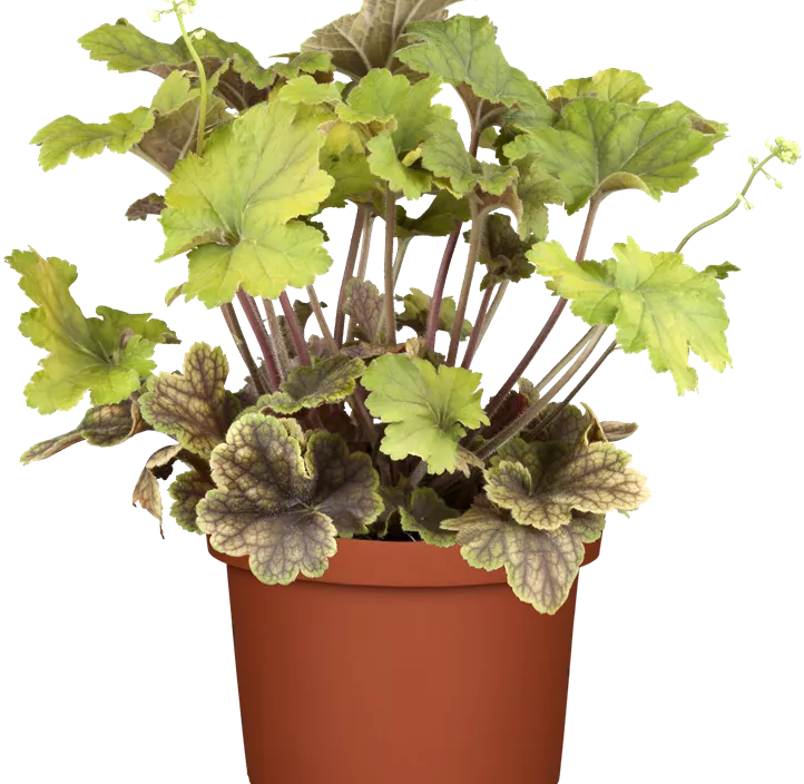 Purpurglöckchen Purpurglöckchen