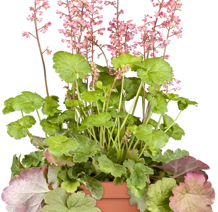 Purpurglöckchen Purpurglöckchen