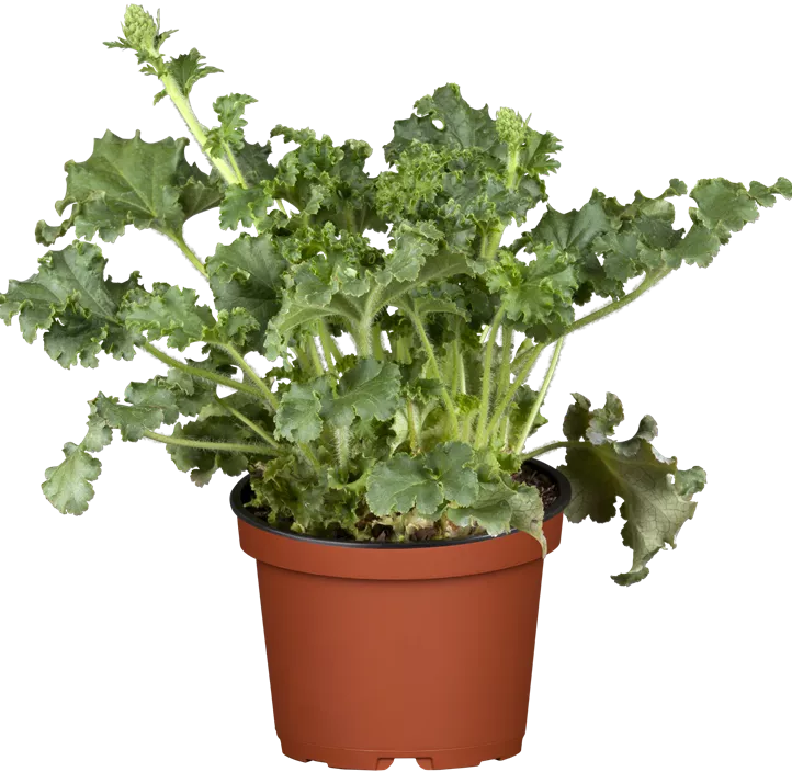 Purpurglöckchen Purpurglöckchen