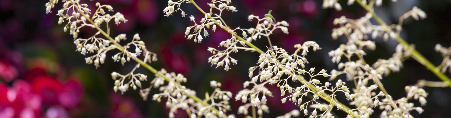 Heuchera Heuchera