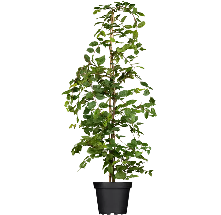 Hainbuche gestäblt