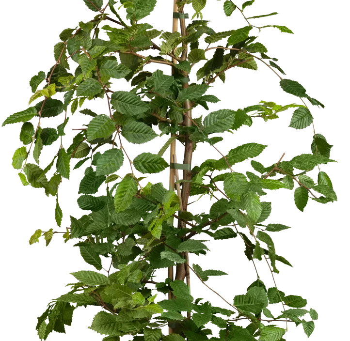 Lebensbaum Hainbuche Lebensbaum Hainbuche
